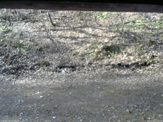 長野県菅平高原 ゆたか山荘 東側(坂下) 2026/04/18 07:00