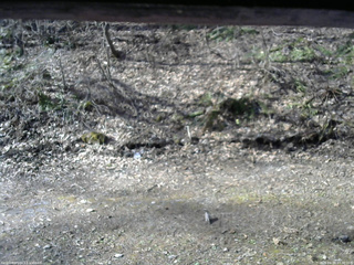 長野県菅平高原 ゆたか山荘 東側(坂下) 2026/04/18 07:30