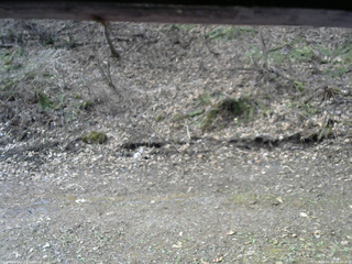 長野県菅平高原 ゆたか山荘 東側(坂下) 2026/04/20 08:00