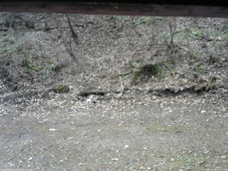 長野県菅平高原 ゆたか山荘 東側(坂下) 2026/04/20 10:15