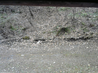 長野県菅平高原 ゆたか山荘 東側(坂下) 2026/04/20 10:45