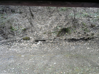 長野県菅平高原 ゆたか山荘 東側(坂下) 2026/04/20 11:00