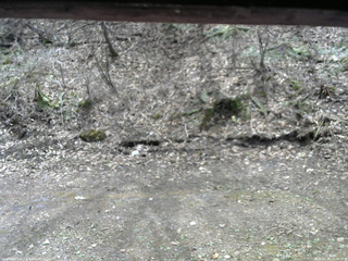 長野県菅平高原 ゆたか山荘 東側(坂下) 2026/04/20 11:30