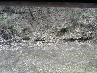 長野県菅平高原 ゆたか山荘 東側(坂下) 2026/04/24 10:00