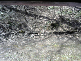 長野県菅平高原 ゆたか山荘 東側(坂下) 2026/04/25 09:00