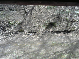 長野県菅平高原 ゆたか山荘 東側(坂下) 2026/04/25 12:45