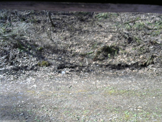 長野県菅平高原 ゆたか山荘 東側(坂下) 2026/04/26 07:45