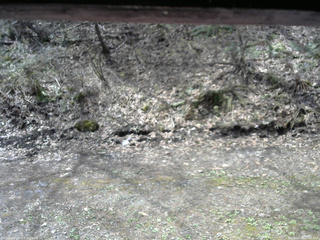 長野県菅平高原 ゆたか山荘 東側(坂下) 2026/04/28 10:00