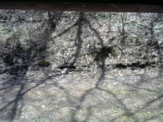 長野県菅平高原 ゆたか山荘 東側(坂下) 2026/04/28 12:00