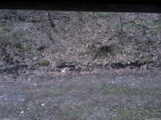 長野県菅平高原 ゆたか山荘 東側(坂下) 2026/04/29 05:00