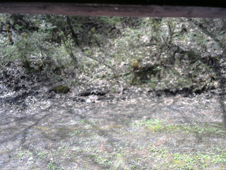 長野県菅平高原 ゆたか山荘 東側(坂下) 2026/05/09 10:00