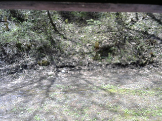 長野県菅平高原 ゆたか山荘 東側(坂下) 2026/05/10 09:45