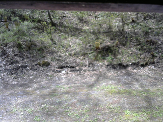 長野県菅平高原 ゆたか山荘 東側(坂下) 2026/05/11 09:00