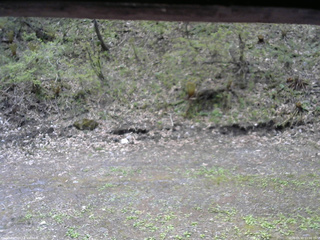 長野県菅平高原 ゆたか山荘 東側(坂下) 2026/05/11 11:00