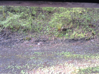 長野県菅平高原 ゆたか山荘 東側(坂下) 2026/05/13 06:30