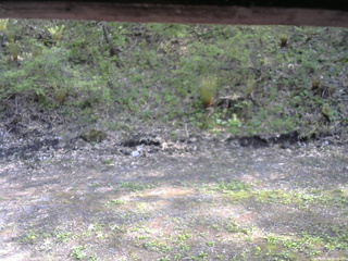 長野県菅平高原 ゆたか山荘 東側(坂下) 2026/05/14 15:00