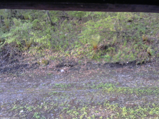 長野県菅平高原 ゆたか山荘 東側(坂下) 2026/05/15 05:30