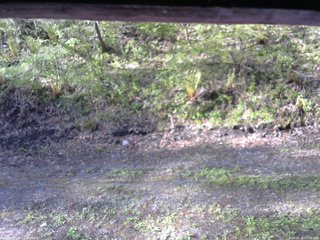 長野県菅平高原 ゆたか山荘 東側(坂下) 2026/05/15 07:00
