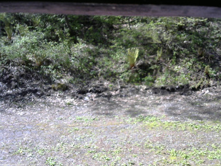 長野県菅平高原 ゆたか山荘 東側(坂下) 2026/05/15 08:15