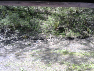 長野県菅平高原 ゆたか山荘 東側(坂下) 2026/05/15 08:45