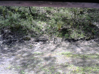 長野県菅平高原 ゆたか山荘 東側(坂下) 2026/05/15 09:00