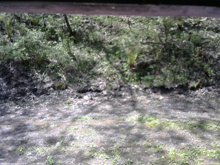 長野県菅平高原 ゆたか山荘 東側(坂下) 2026/05/15 09:15