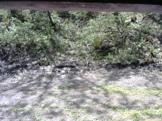 長野県菅平高原 ゆたか山荘 東側(坂下) 2026/05/15 09:45