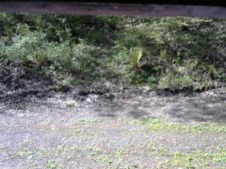 長野県菅平高原 ゆたか山荘 東側(坂下) 2026/05/16 08:15