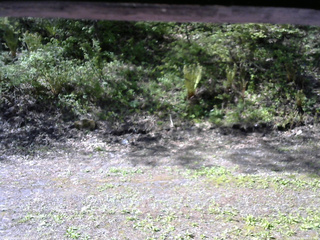 長野県菅平高原 ゆたか山荘 東側(坂下) 2026/05/17 08:15
