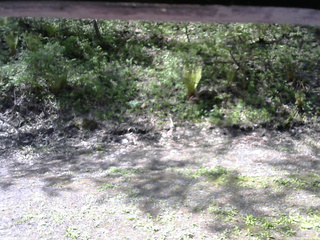 長野県菅平高原 ゆたか山荘 東側(坂下) 2026/05/17 08:45
