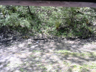 長野県菅平高原 ゆたか山荘 東側(坂下) 2026/05/17 09:30