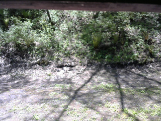 長野県菅平高原 ゆたか山荘 東側(坂下) 2026/05/17 10:45