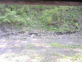 長野県菅平高原 ゆたか山荘 東側(坂下) 2026/05/17 15:15