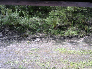 長野県菅平高原 ゆたか山荘 東側(坂下) 2026/05/18 08:00