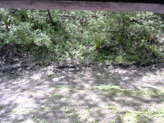 長野県菅平高原 ゆたか山荘 東側(坂下) 2026/05/18 09:30