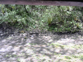 長野県菅平高原 ゆたか山荘 東側(坂下) 2026/05/18 09:45