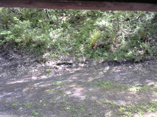 長野県菅平高原 ゆたか山荘 東側(坂下) 2026/05/18 13:45
