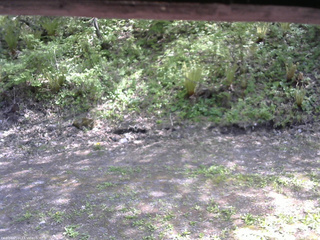 長野県菅平高原 ゆたか山荘 東側(坂下) 2026/05/18 14:00