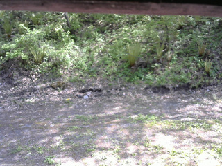 長野県菅平高原 ゆたか山荘 東側(坂下) 2026/05/18 14:15