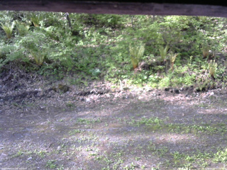 長野県菅平高原 ゆたか山荘 東側(坂下) 2026/05/19 07:00