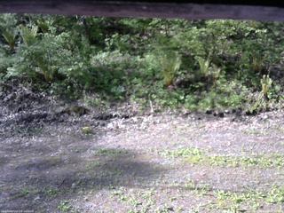 長野県菅平高原 ゆたか山荘 東側(坂下) 2026/05/19 07:30