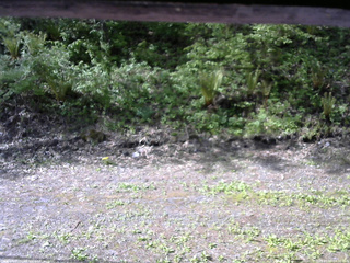 長野県菅平高原 ゆたか山荘 東側(坂下) 2026/05/19 08:00
