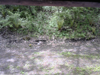 長野県菅平高原 ゆたか山荘 東側(坂下) 2026/05/19 10:15