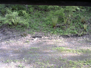長野県菅平高原 ゆたか山荘 東側(坂下) 2026/05/19 16:15
