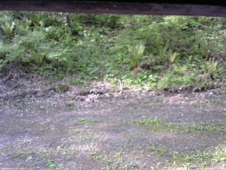 長野県菅平高原 ゆたか山荘 東側(坂下) 2026/05/20 07:00