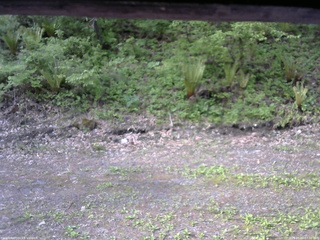 長野県菅平高原 ゆたか山荘 東側(坂下) 2026/05/20 07:30