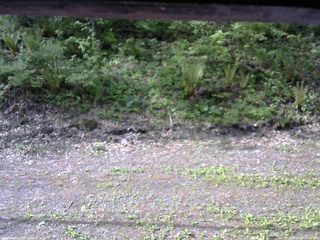 長野県菅平高原 ゆたか山荘 東側(坂下) 2026/05/20 07:45