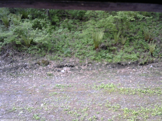 長野県菅平高原 ゆたか山荘 東側(坂下) 2026/05/20 08:00