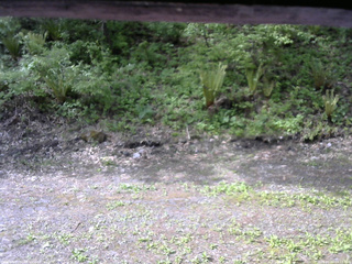 長野県菅平高原 ゆたか山荘 東側(坂下) 2026/05/20 08:15