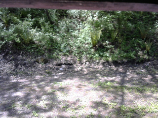 長野県菅平高原 ゆたか山荘 東側(坂下) 2026/05/20 10:15
